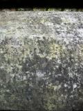 image of grave number 144716